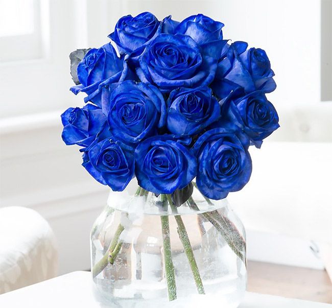 modro-vrtnice
