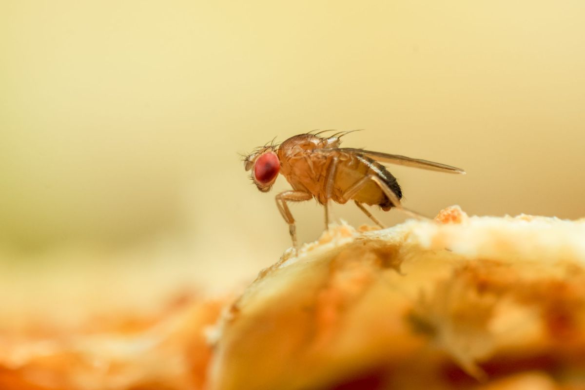 makro od blizu sadne muhe