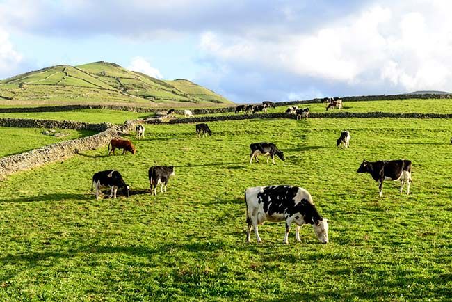 lehmät-kenttä-auringonpaiste-viljely