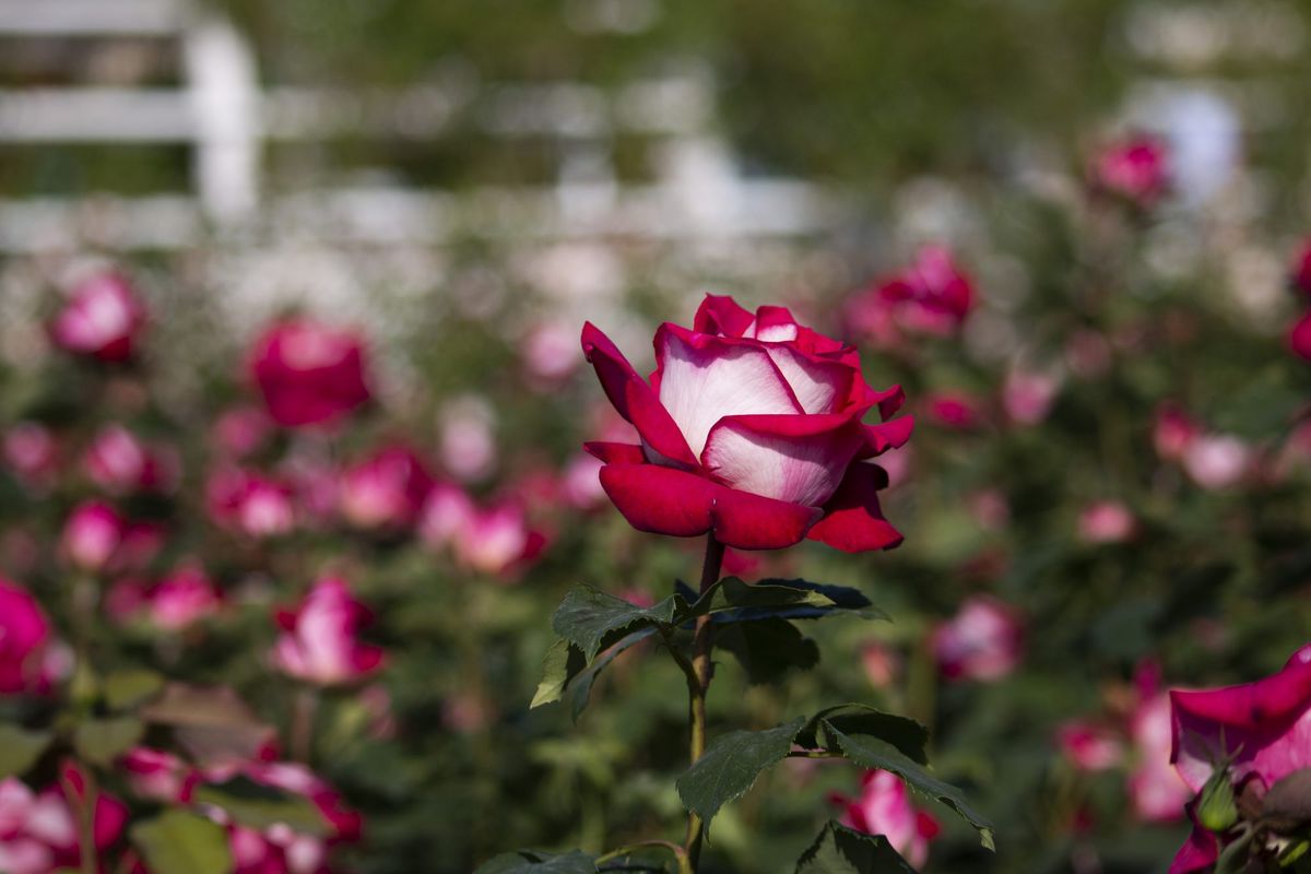 osiria roses roses i blanques al jardí