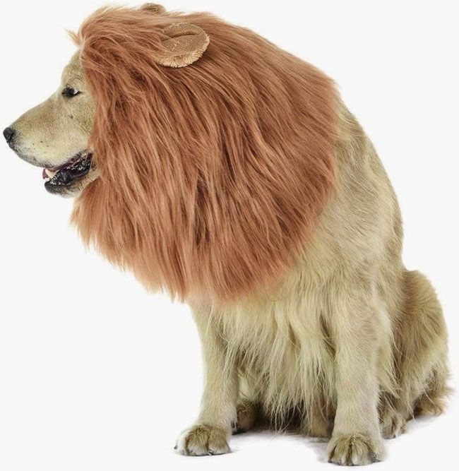 Löwe-Hund-Kostüm