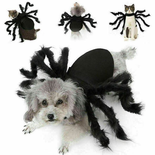 Spinne-Hund-Kostüm