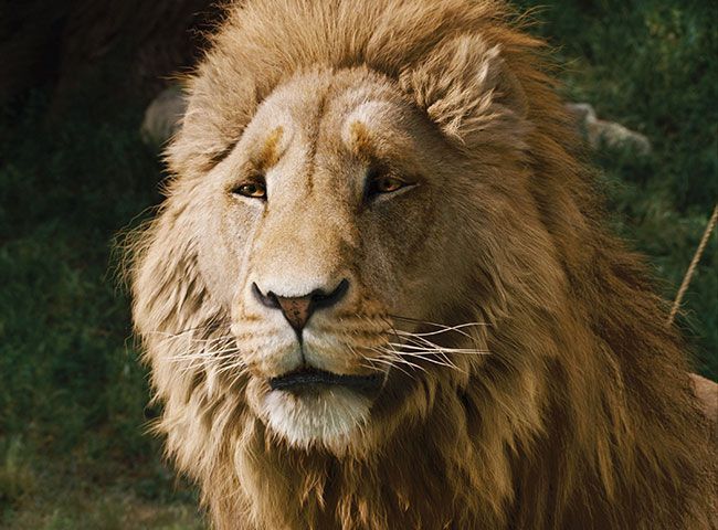 aslan-lõvi-nõid-riidekapp