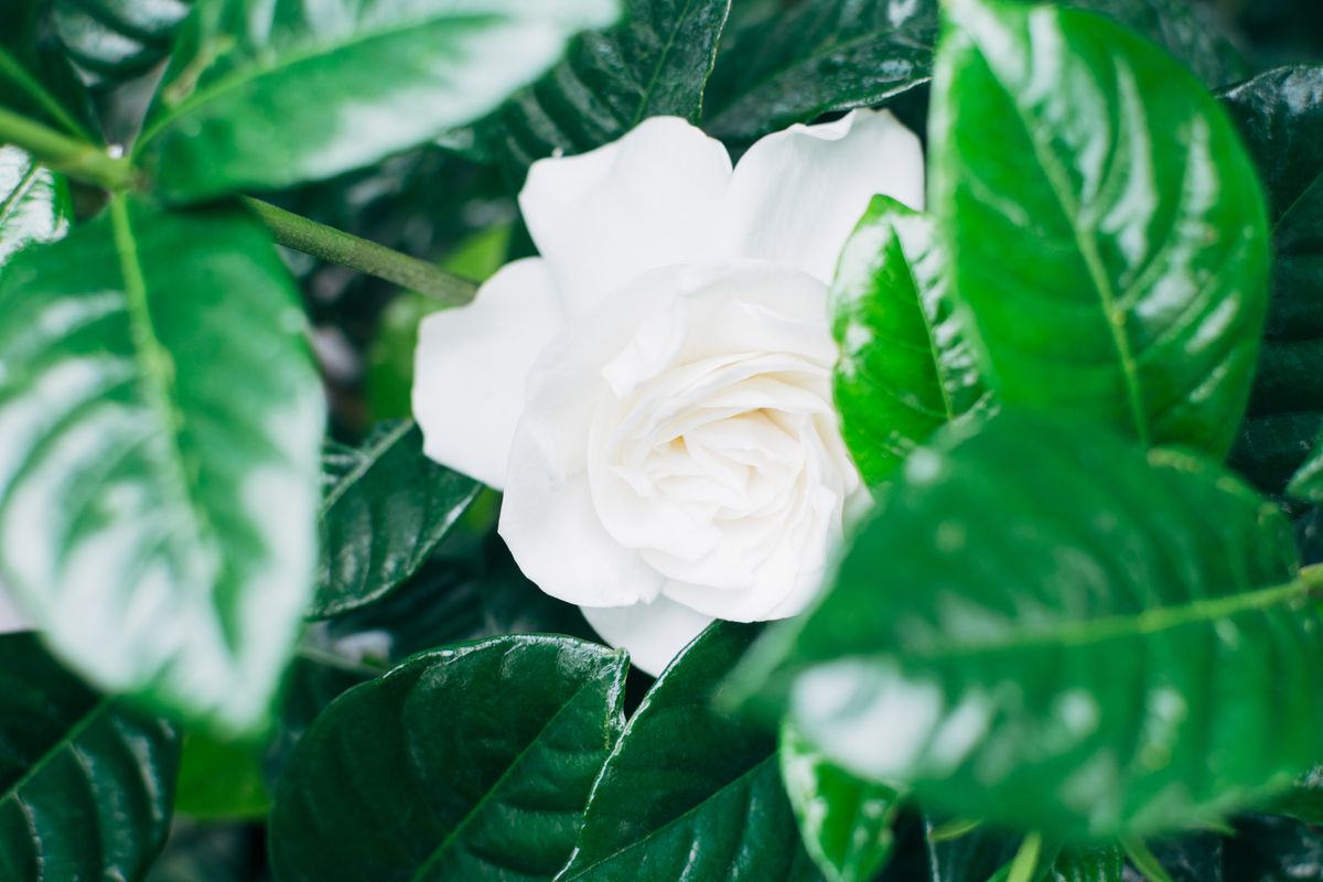flor de gardenia blanca