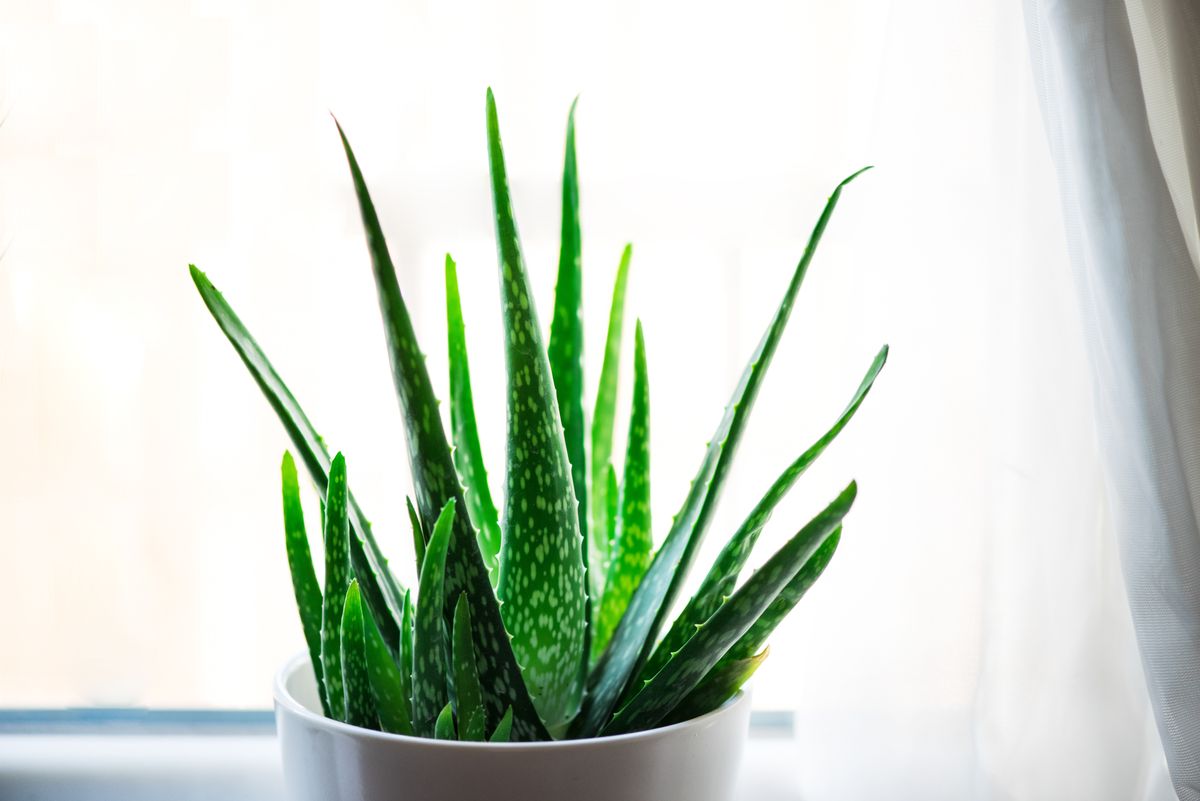 Aloe-Pflanze