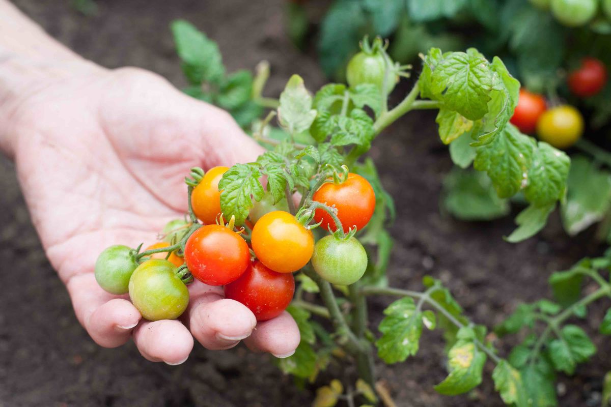 kasvaa tomaatteja puutarhassa