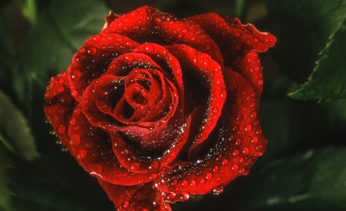 κοντινό πλάνο υγρό κόκκινο τριαντάφυλλο