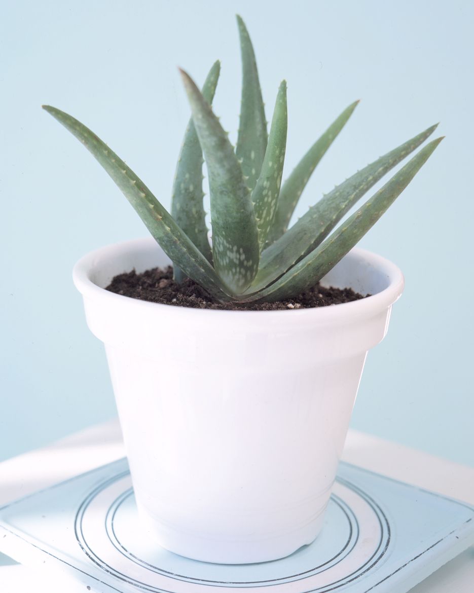Aloe-Pflanze im weißen Topf