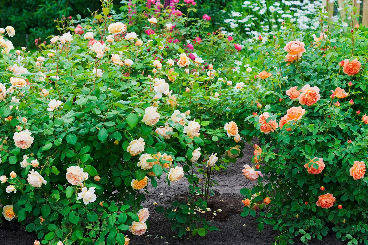 rosa und orange Rosen blühen auf Büschen