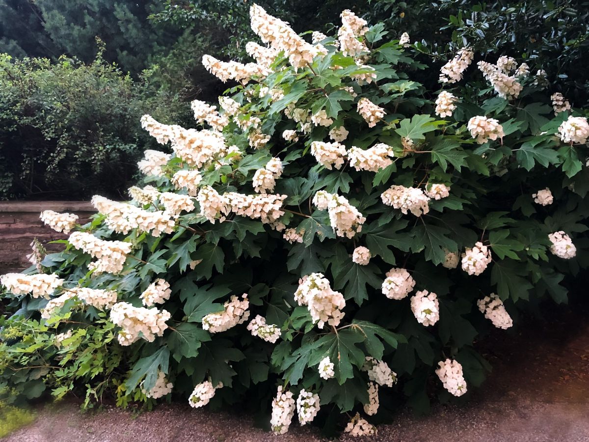Oakleaf Hortensiaer er de farveskiftende buske, som din have mangler