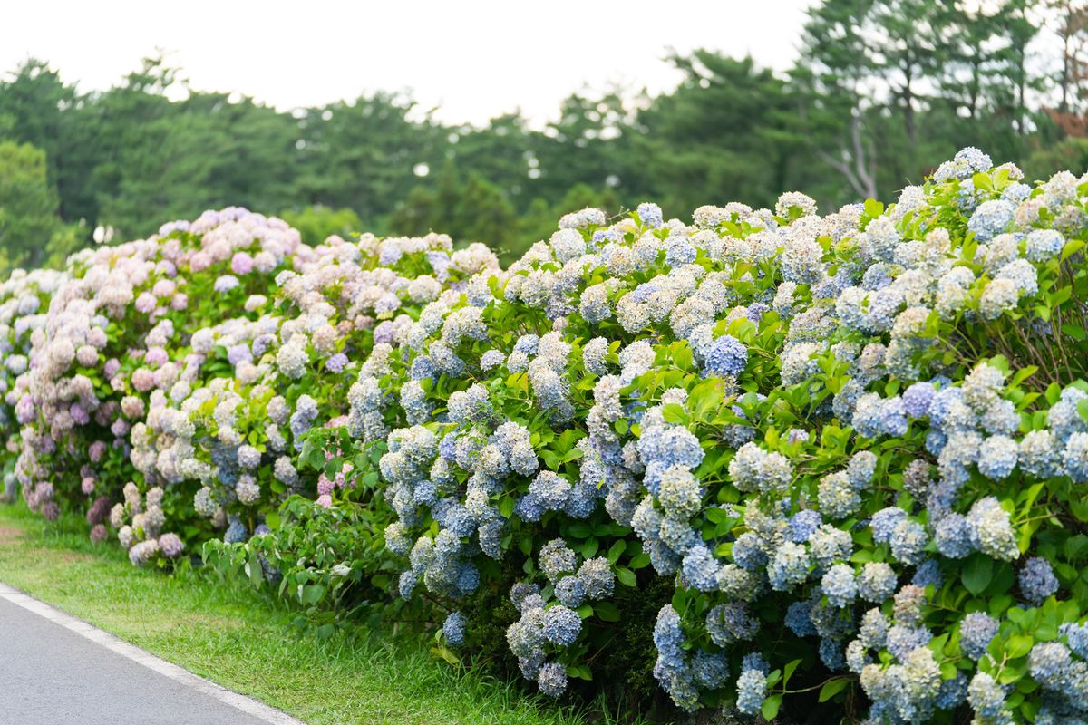 modri in vijolični grmi hortenzije