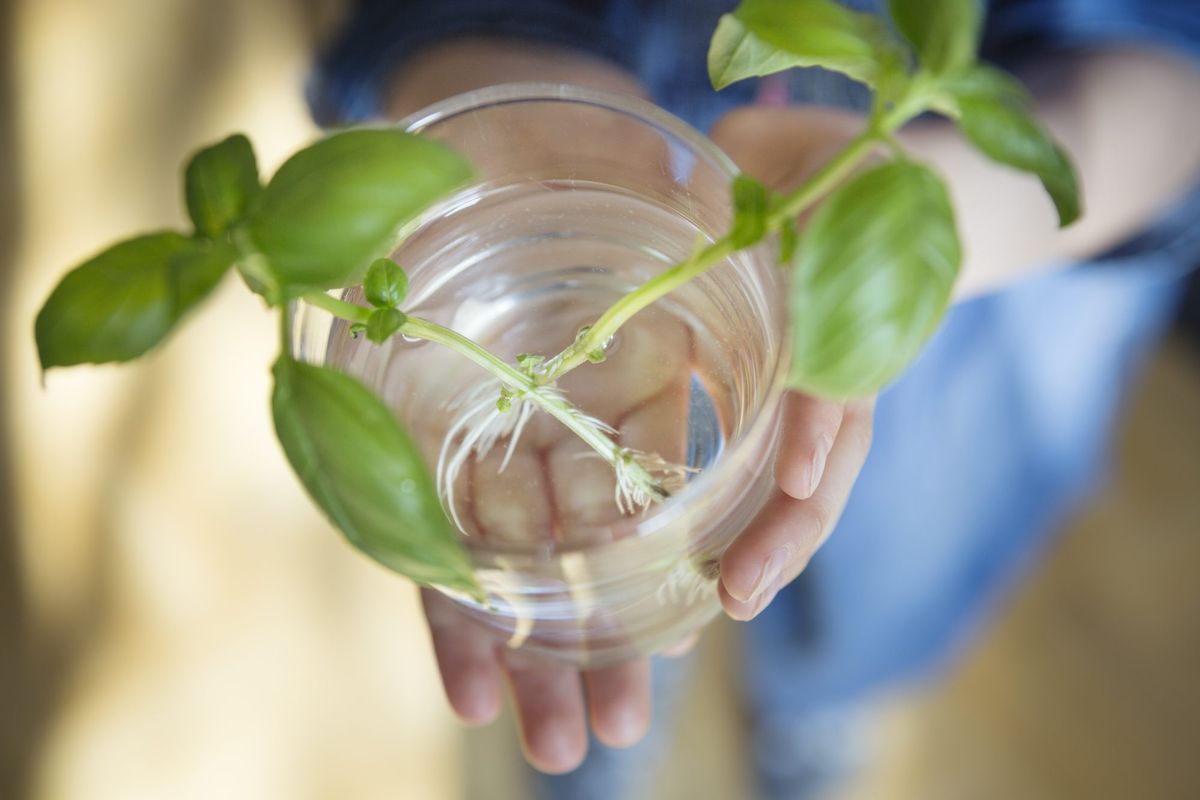 Basilikumpflanze wird aus beschnittenen Trieben in einem Wassertrinkglas nachgewachsen, das in einem Kind gehalten wird