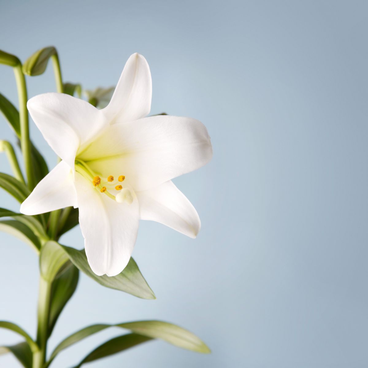 flor de plantes de lis de Pasqua en flor