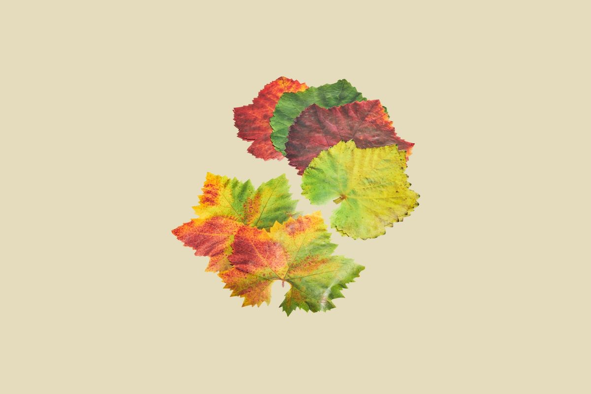 Herbstfarbene Pergamentkäseblätter