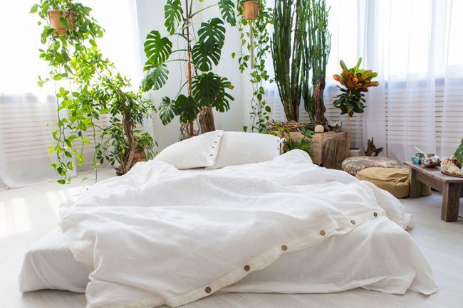 rastline za spalnice