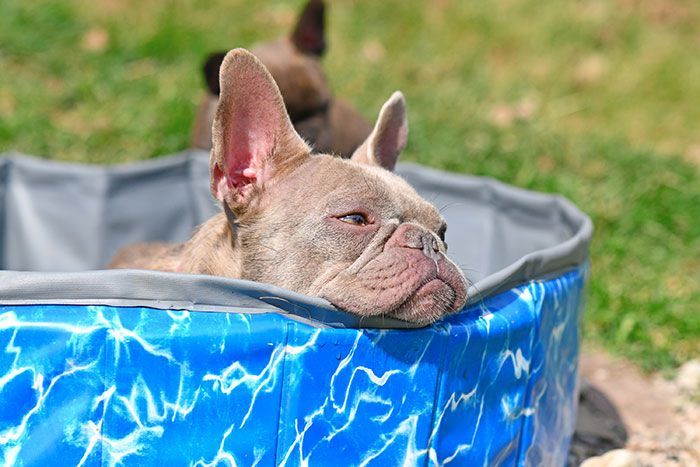 कुत्ते को ठंडा करने वाला पैडलिंग पूल