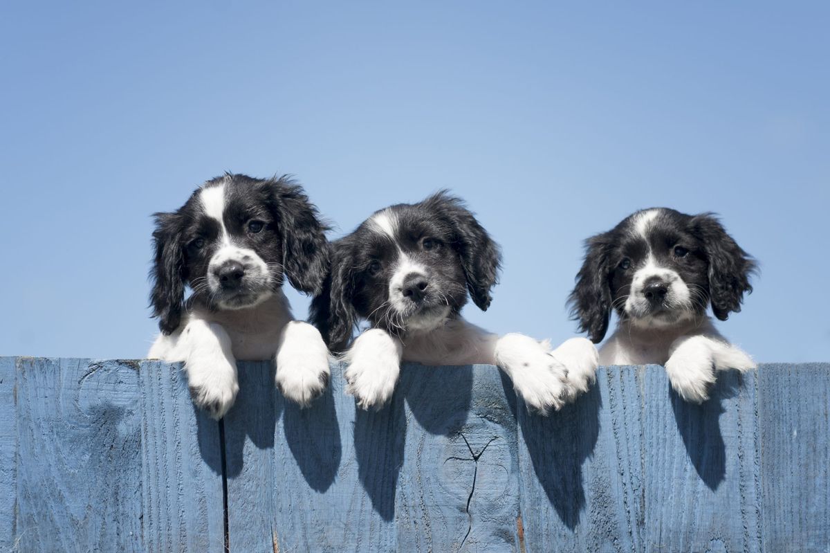 trije mladički, ki gledajo čez ograjo