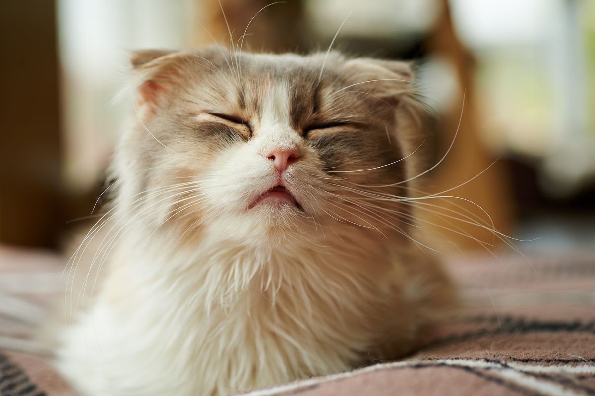 mačka z dolgodlako smetano v zaprtih očeh