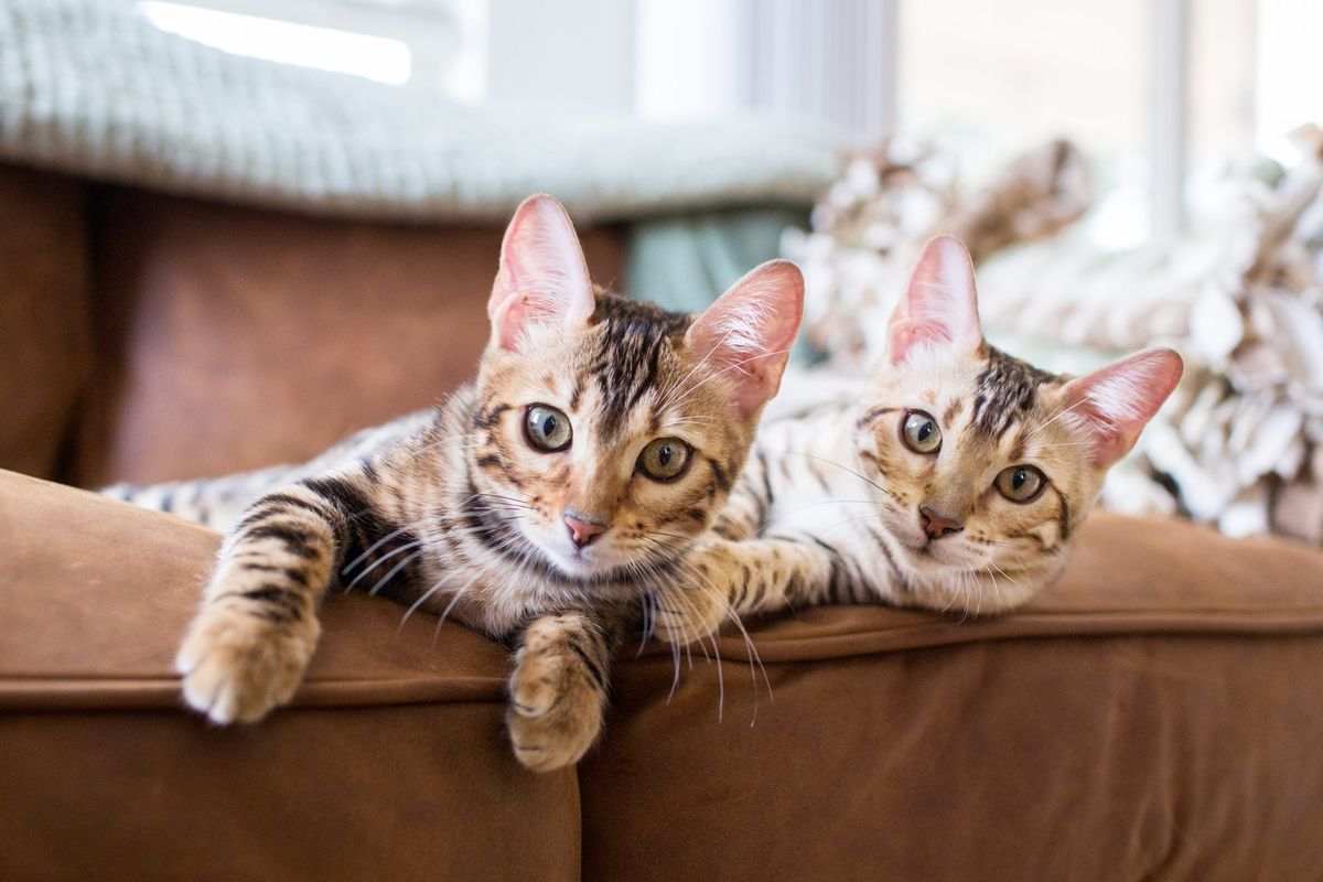 zwei Katzen auf der Couch