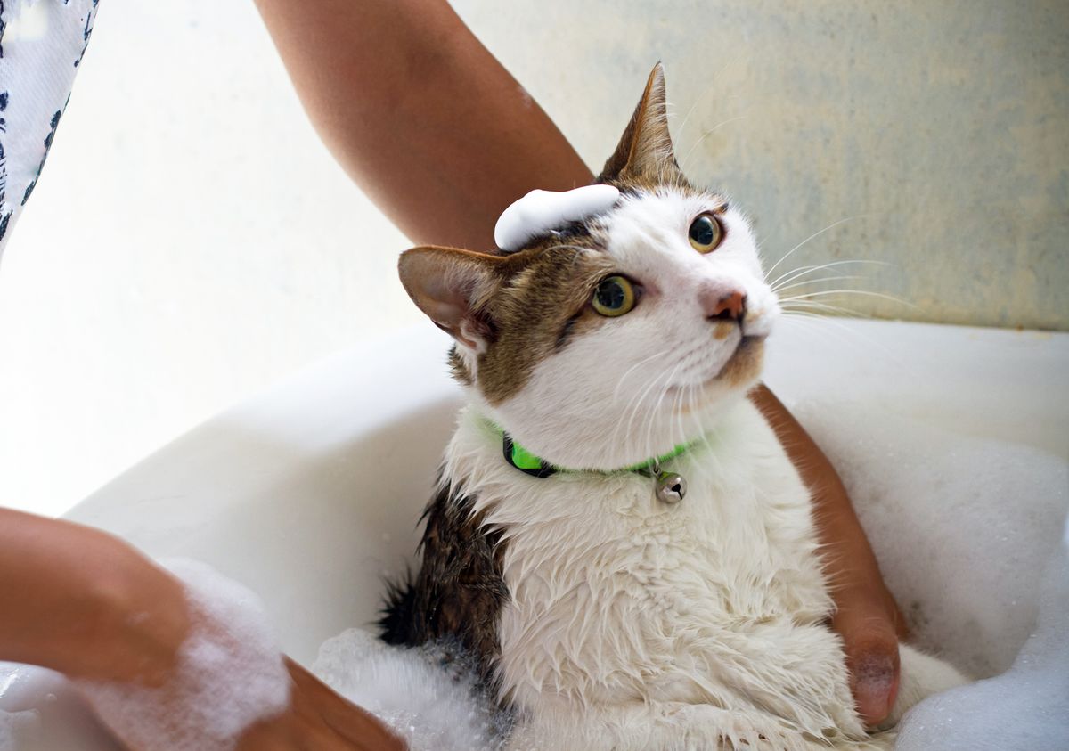 Person, die Katze badet