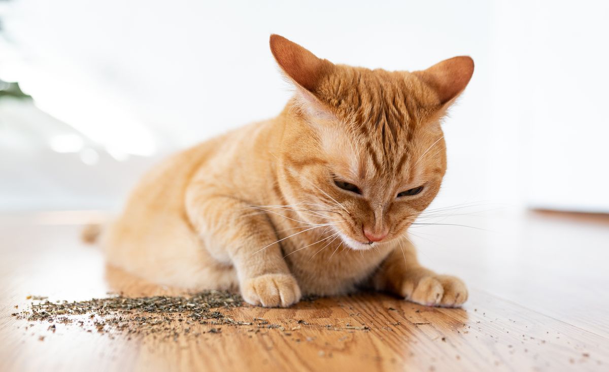 Was ist Katzenminze und wie wirkt sie sich auf Ihre Katze aus?