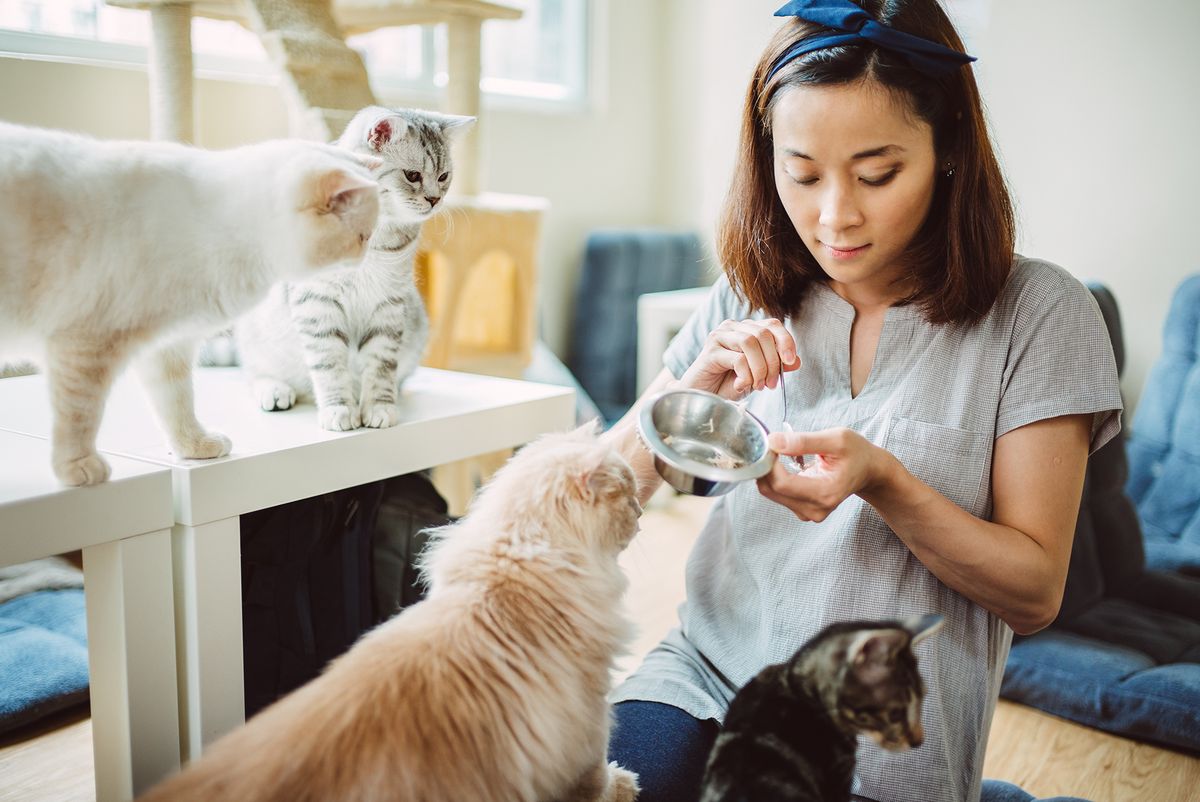 Frau füttert vier Katzen