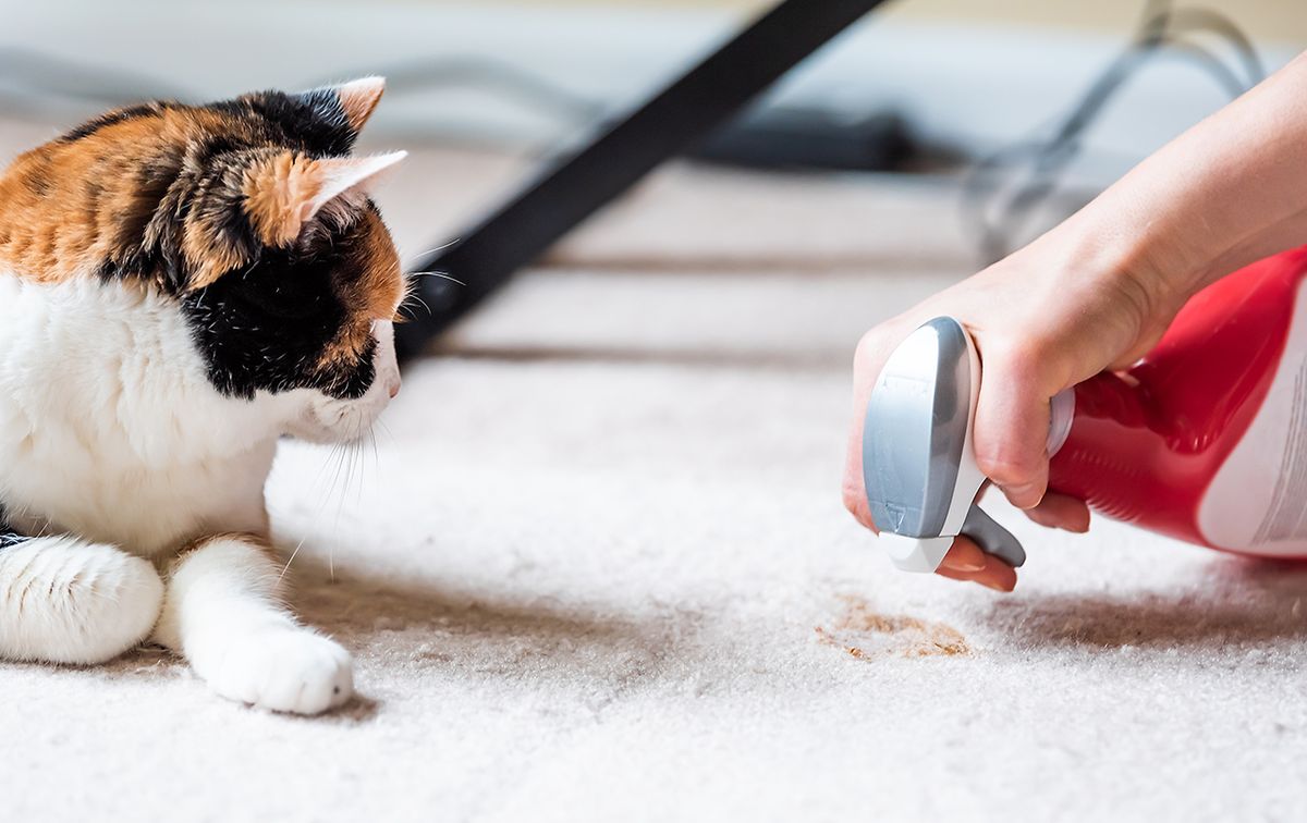 집과 소지품에서 애완동물 냄새를 없애기 위한 5가지 팁
