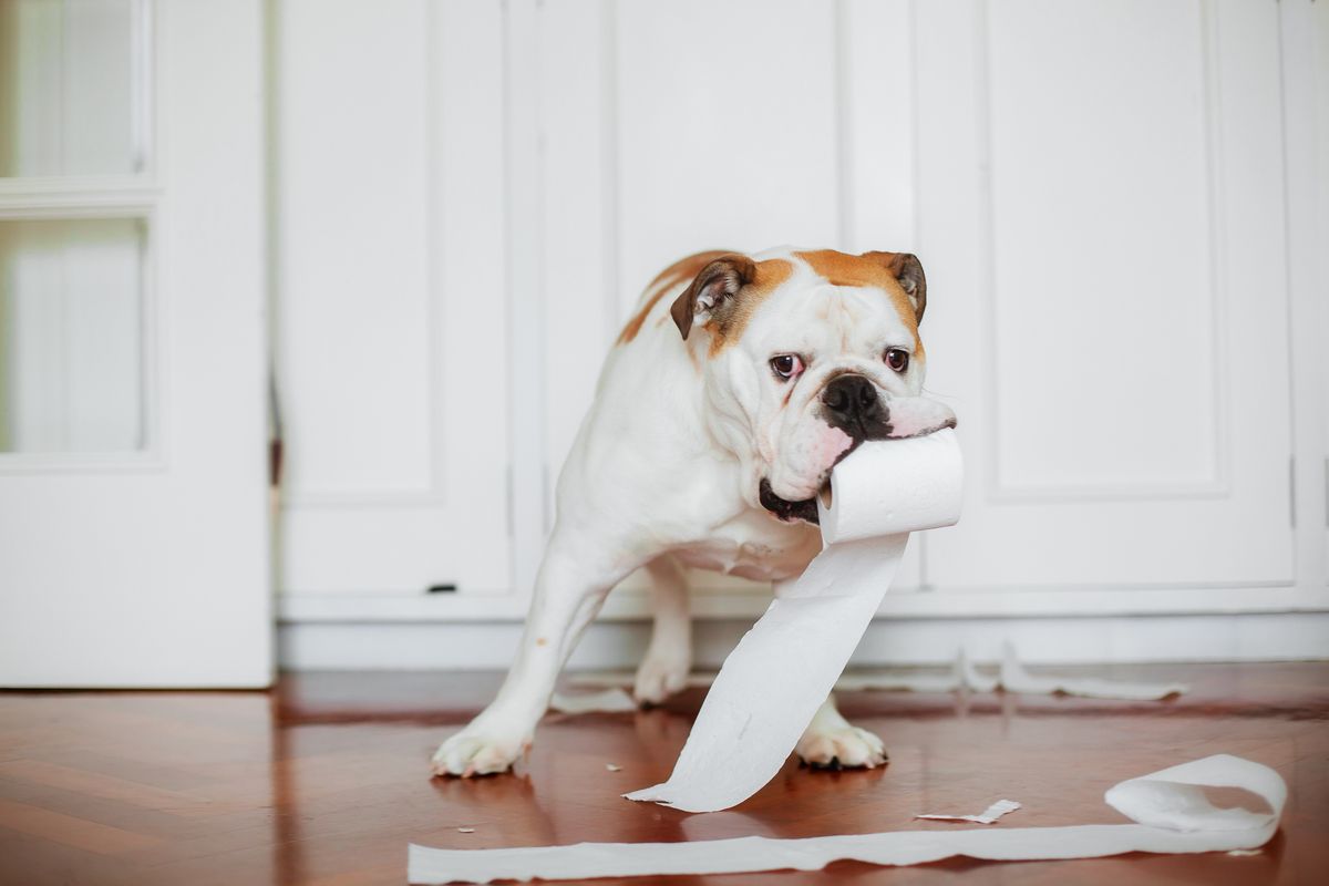 bulldog amb rotlle de paper higiènic