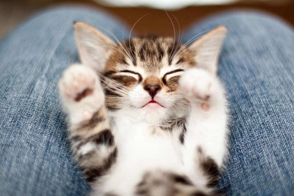 süßes Kätzchen auf dem Schoß mit schlafenden Pfoten