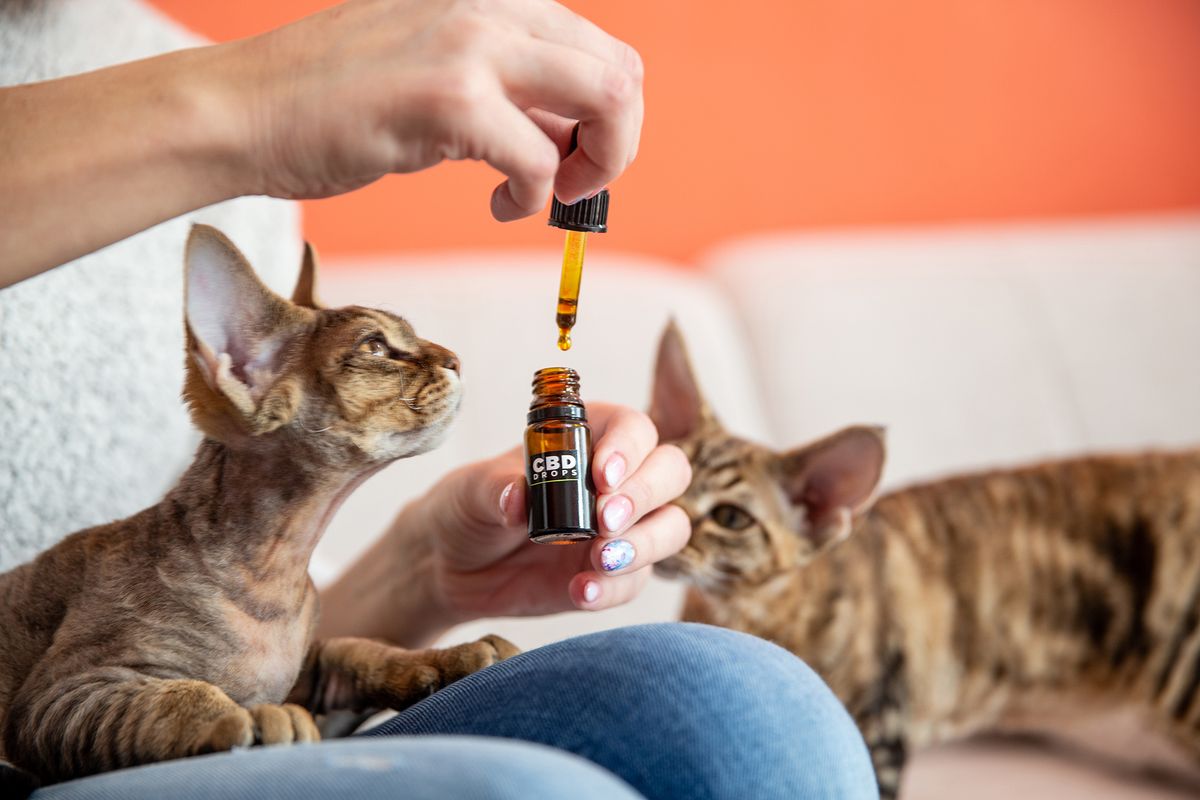 Weibliche Tierbesitzerin, die ihrer Katze CBD-Öltropfen als alternative Therapie verabreicht