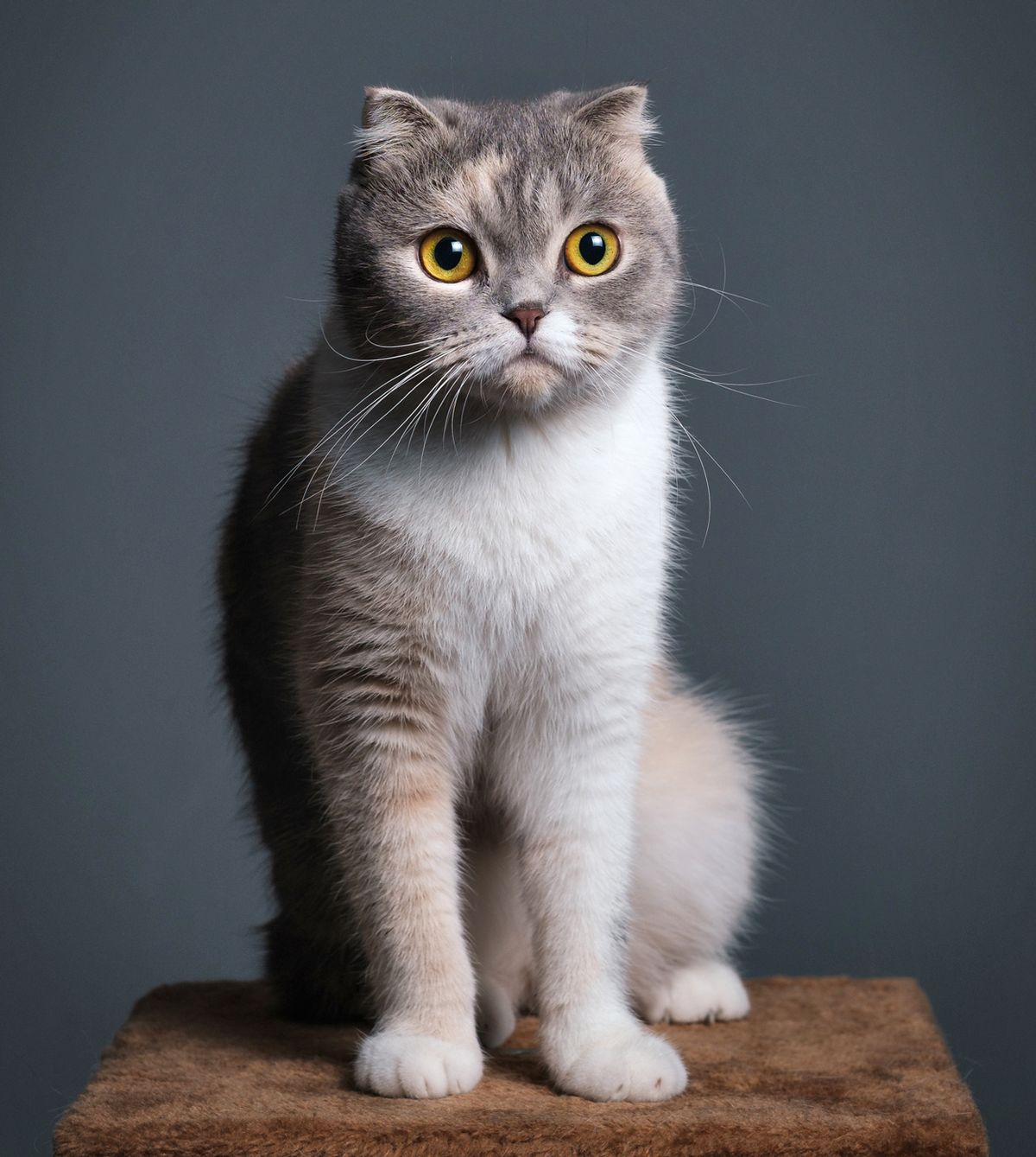 siva mačka, ki sedi na rjavem podiju