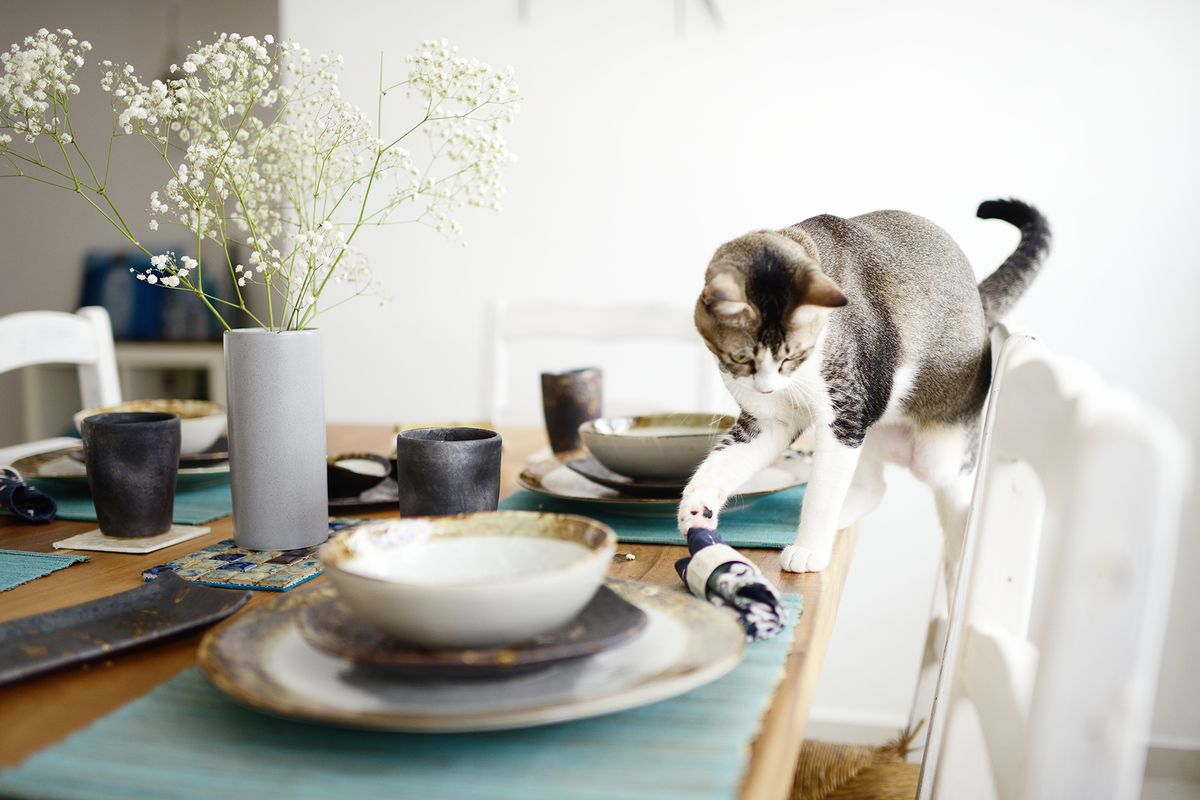 Katze klopft Serviette vom Tisch