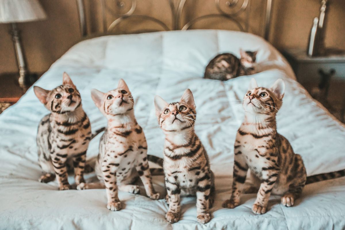 pet bengalskih mačk na postelji