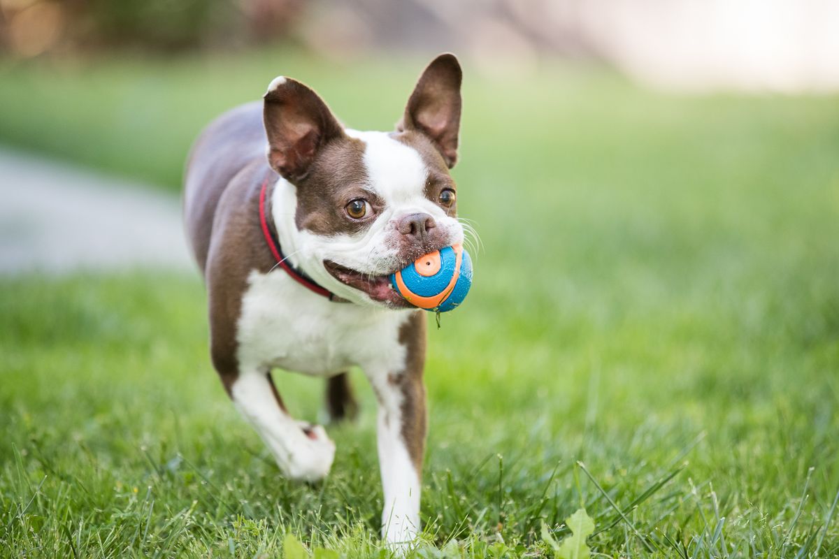 brauner und weißer Boston-Terrier draußen mit orangefarbenem und blauem Ball