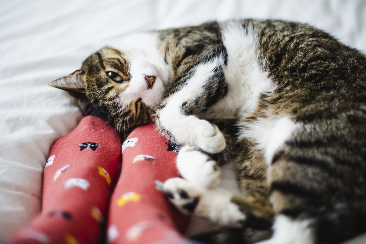 mačka, ki leži na nogah osebe v postelji