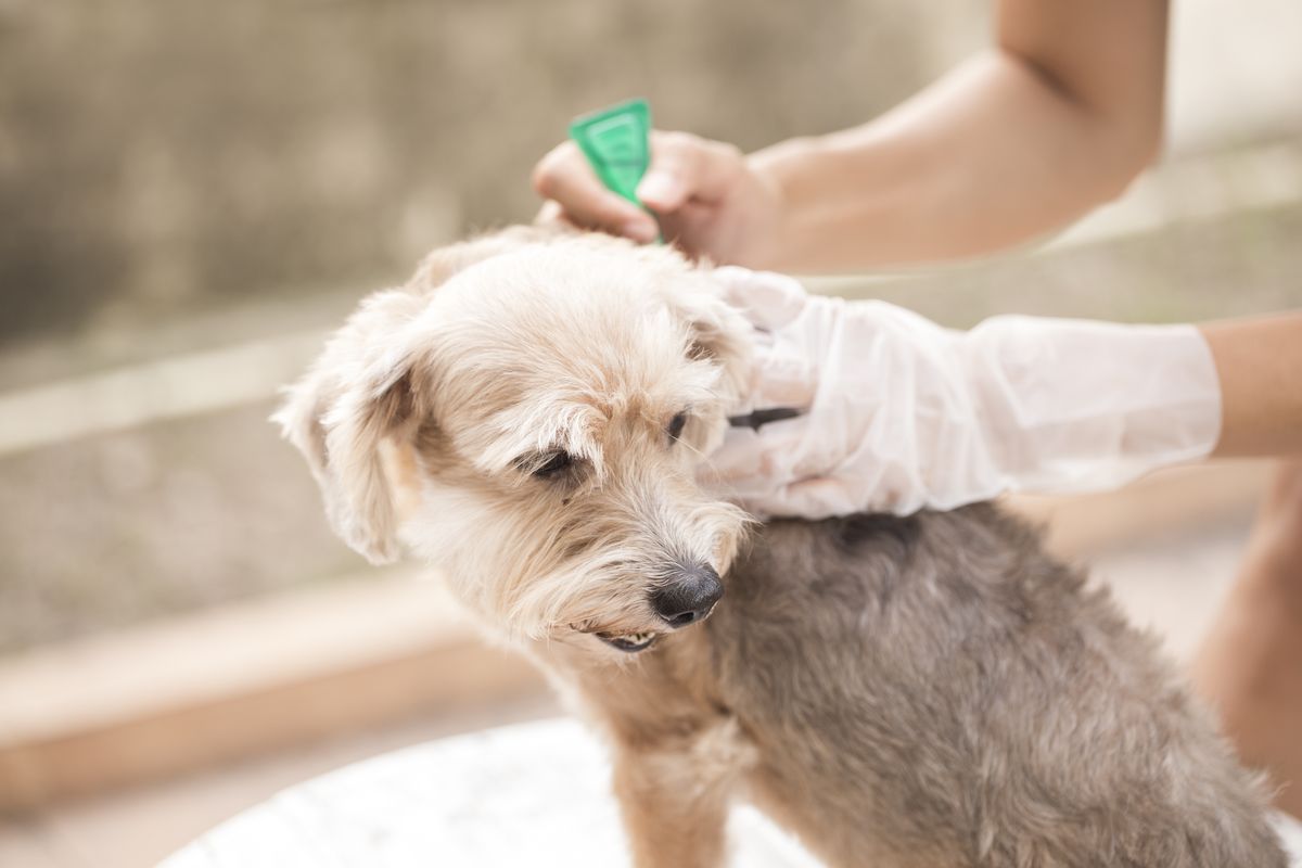 flått- og loppeforebygging for en hund