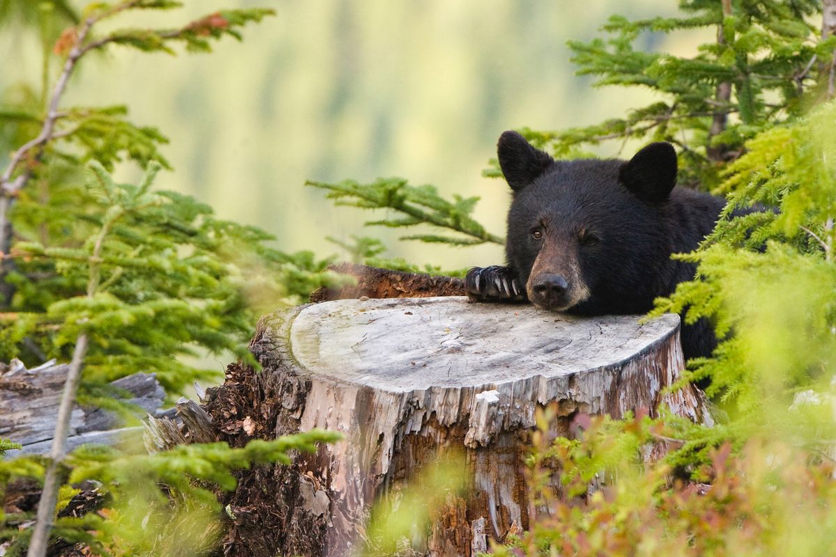 Schwarzbär versteckt sich hinter Baumstumpf