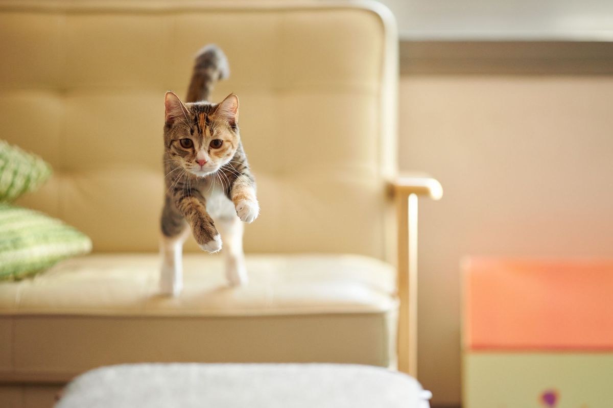 Katze springt von der Couch