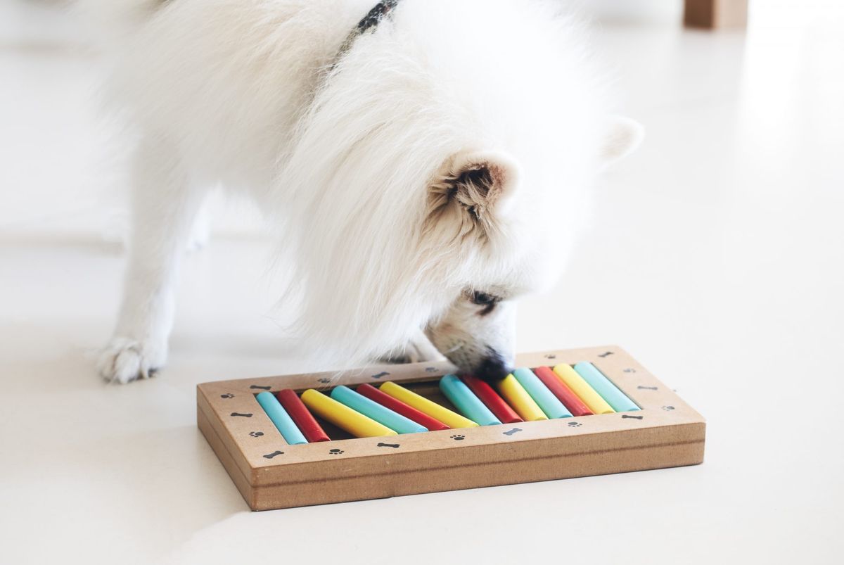 अमेरिकी एस्किमो कुत्ता एक प्रशिक्षण पहेली खेल खेल रहा है