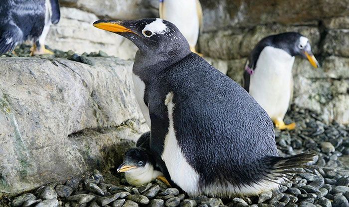 familia de pingüinos