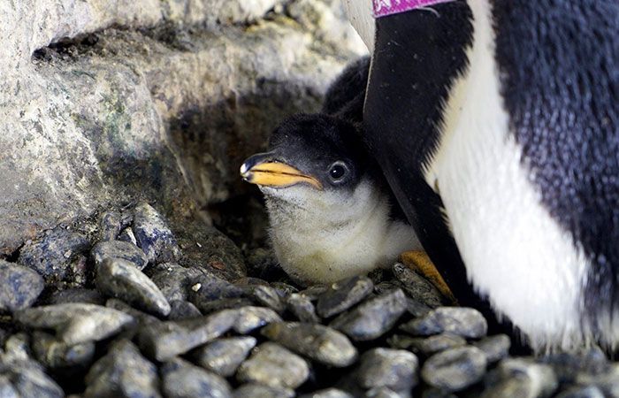 Pingvinų patelės tampa naujomis mamomis, kartu išsiritusios jauniklį