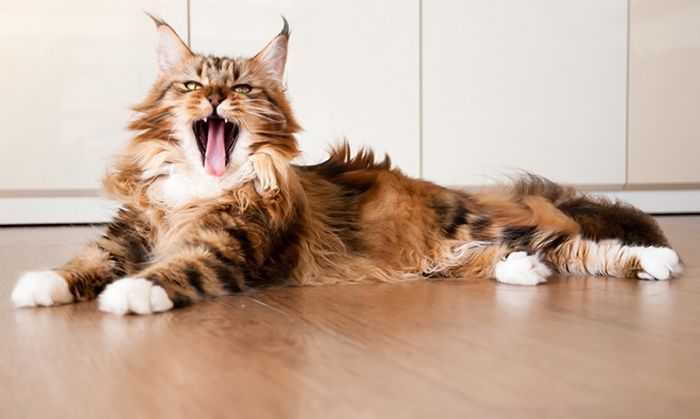As 10 principais raças de gatos do Instagram