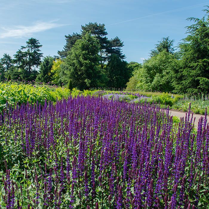 Kew-Gardens-Lavendel