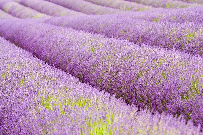 Yorkshire-lavendel-felt